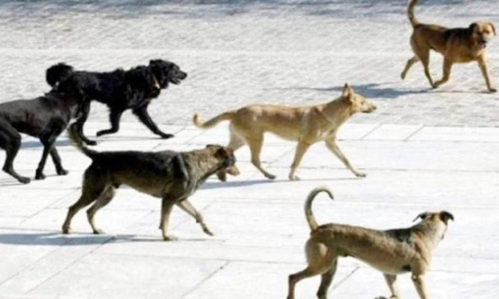 Ξάνθη: Αδέσποτα δάγκωσαν ποδηλάτη στο κέντρο της πόλης - Εικόνες